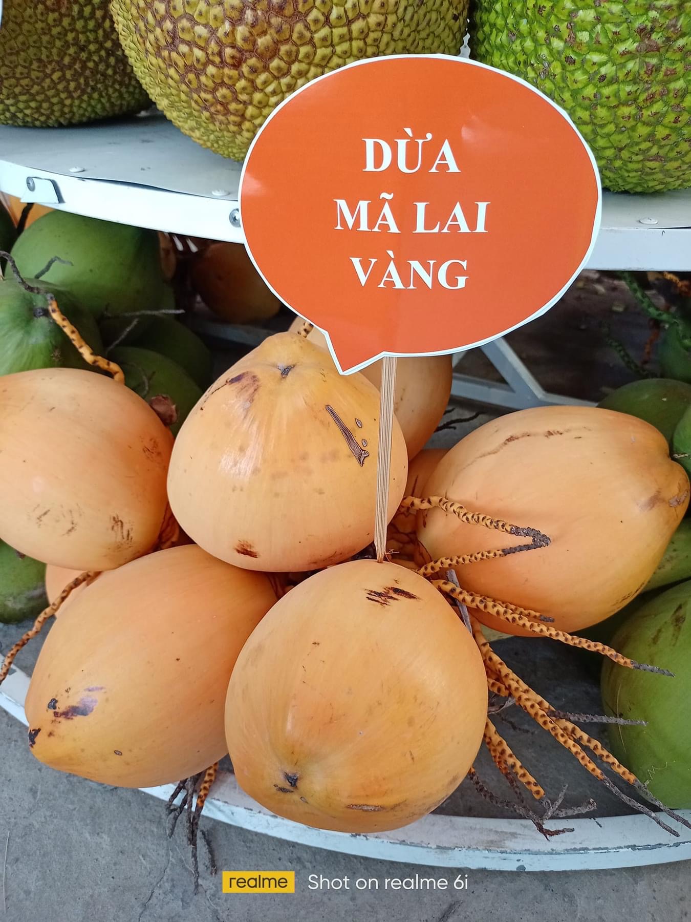 Dừa mã lai vàng