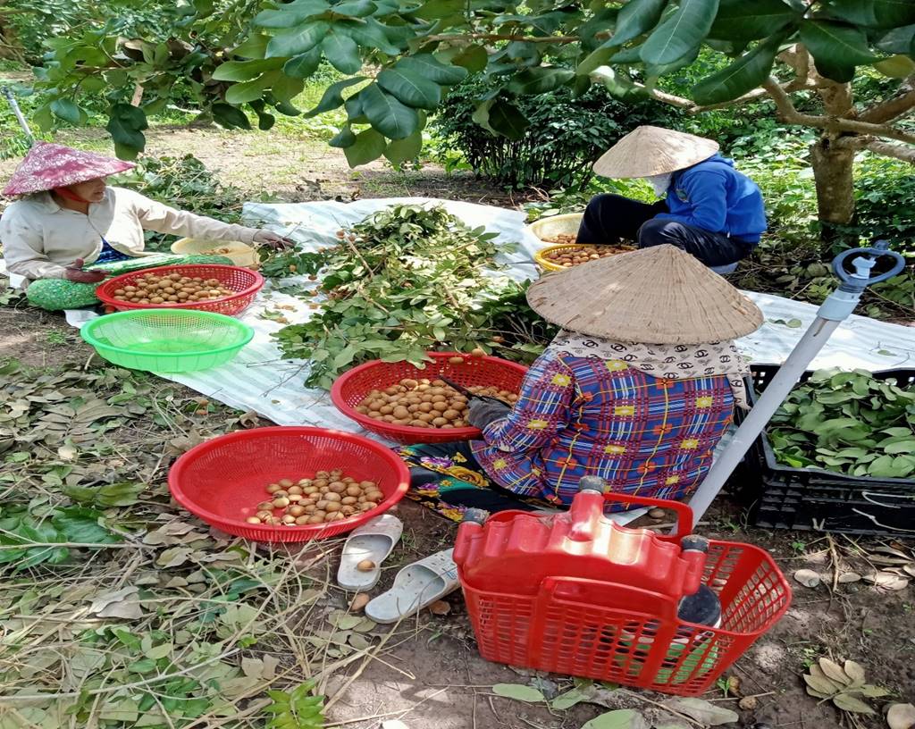 Nhân dân thu hoạch thanh nhãn