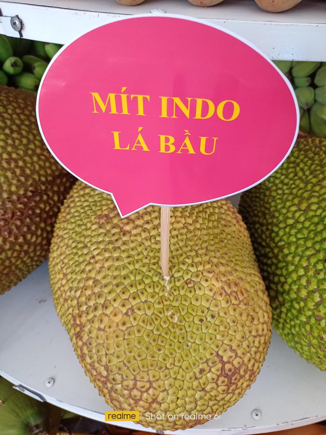 Mít Indo lá bầu