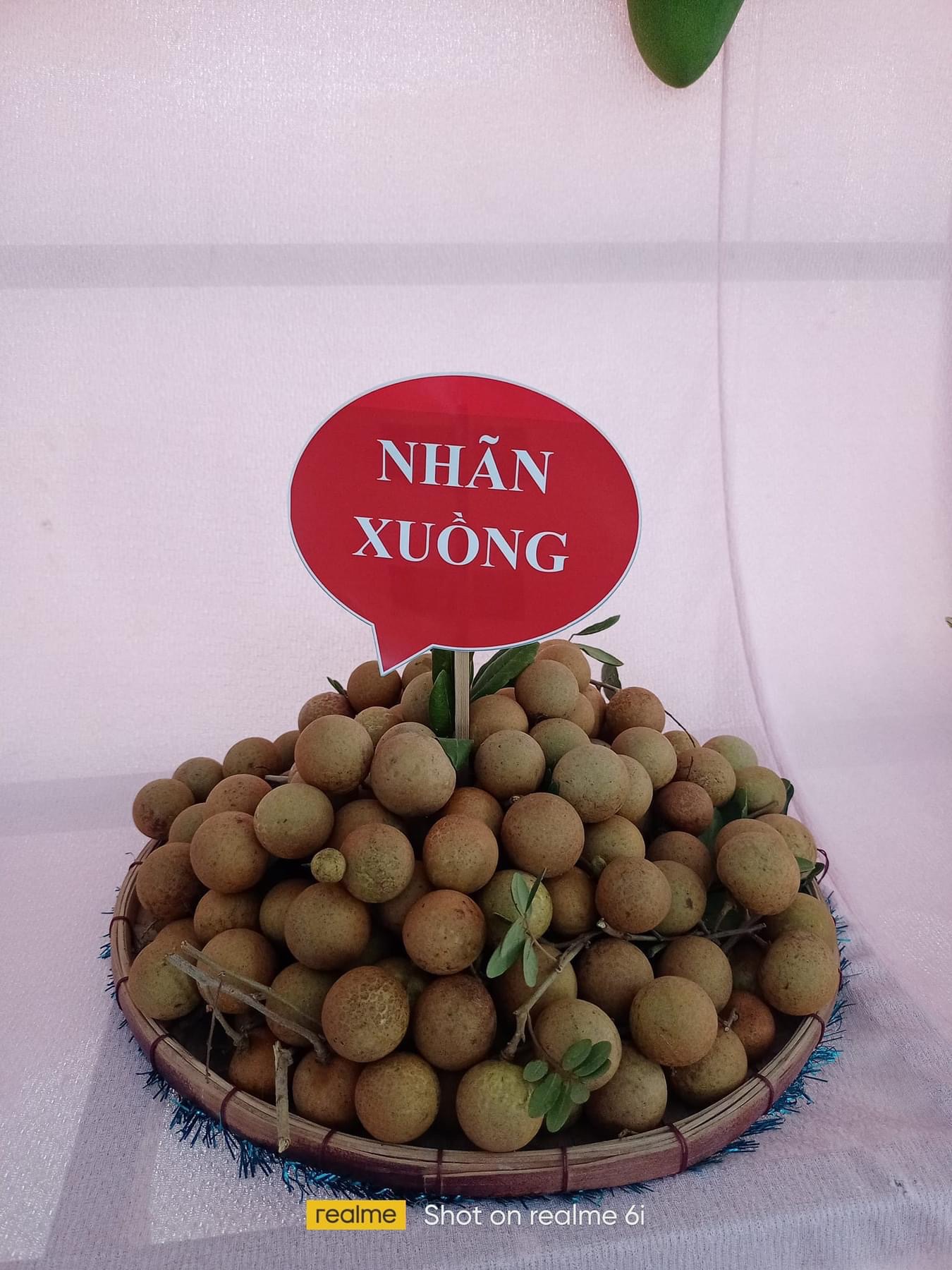 Nhãn xuồng cơm vàng